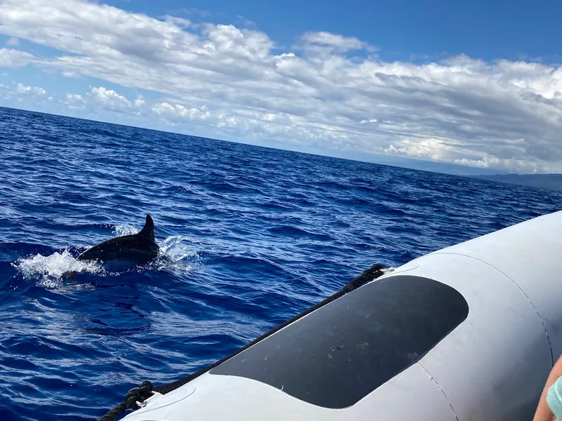 Whale Watching Tour (Pico Island) foto 7