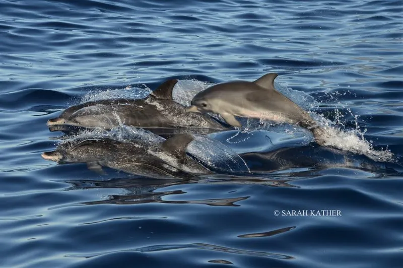 Whale Watching Tour (Pico Island) foto 5