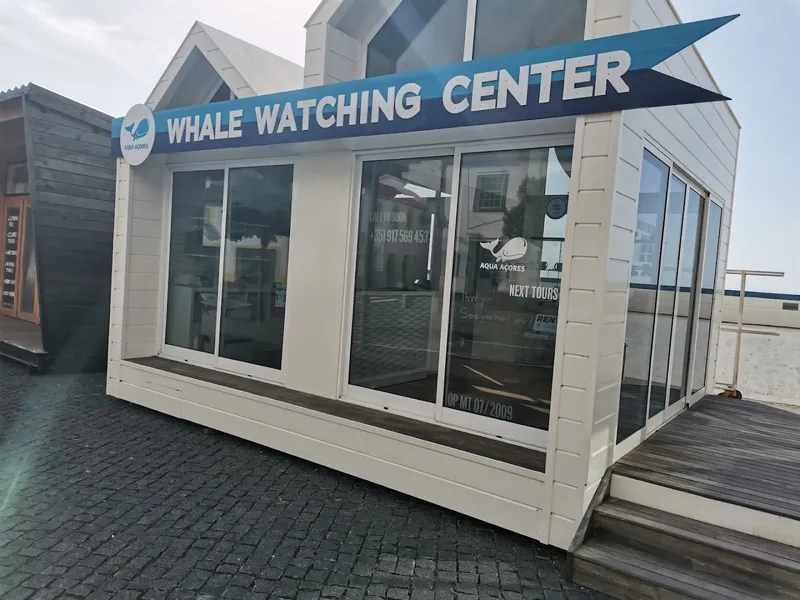 Whale Watching Tour (Pico Island) foto 10