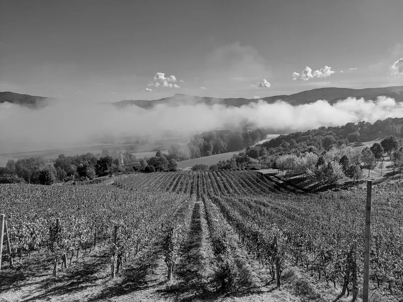 Cantina Frenian photo 7