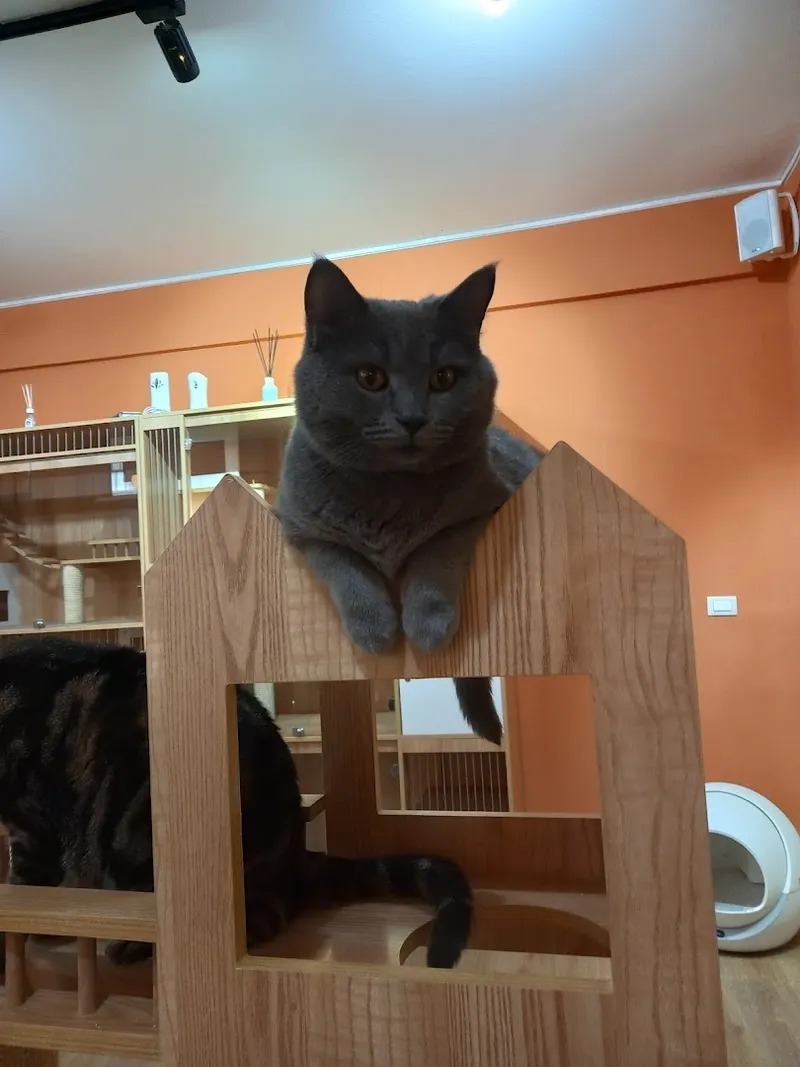 Morning Cat House foto 10