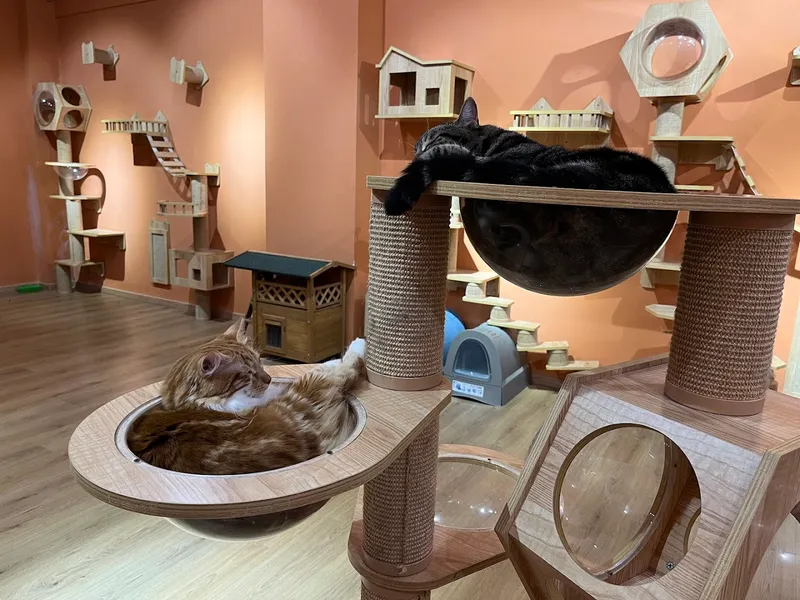 Morning Cat House foto 9