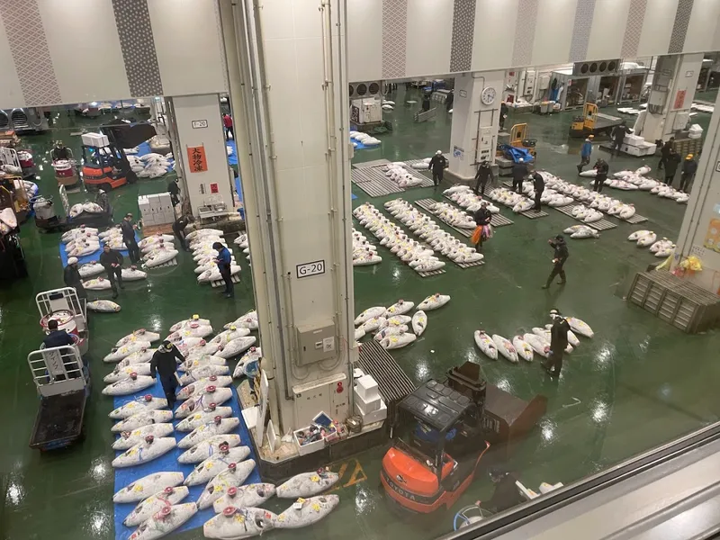 Toyosu Market photo 7
