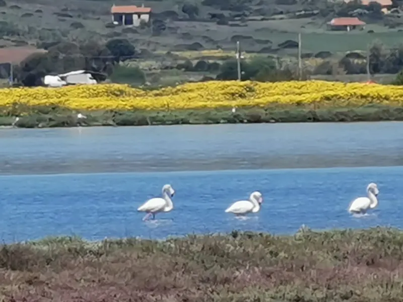 Cabras