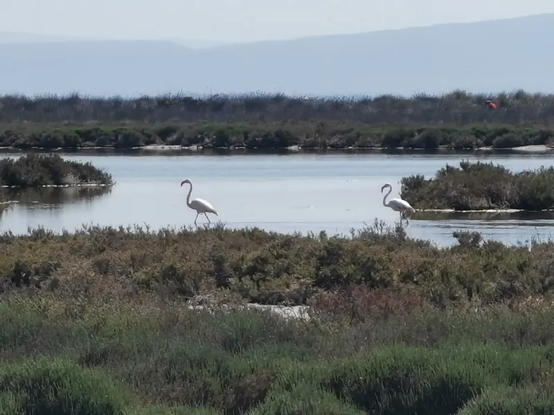 Cabras Lagoon photo 7