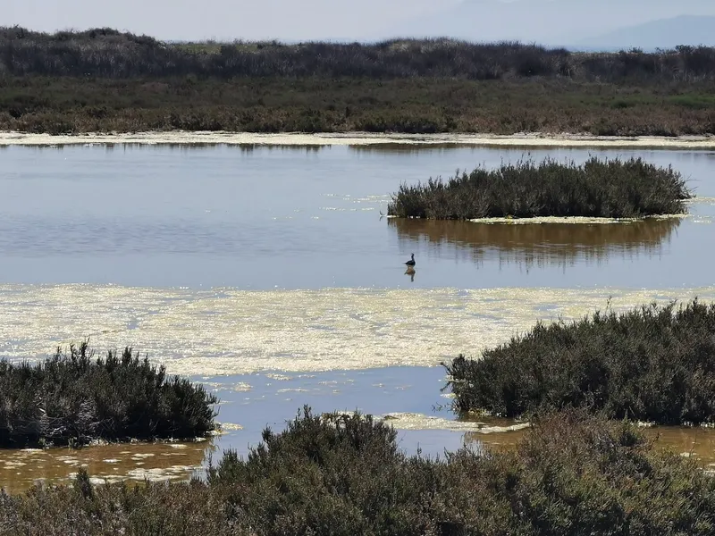 Cabras Lagoon photo 5