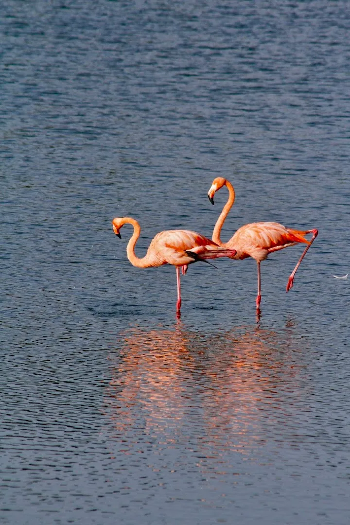 Cabras Lagoon photo 10
