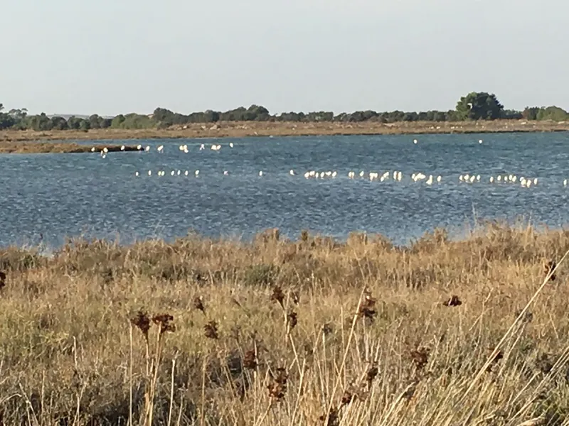 Cabras Lagoon photo 9