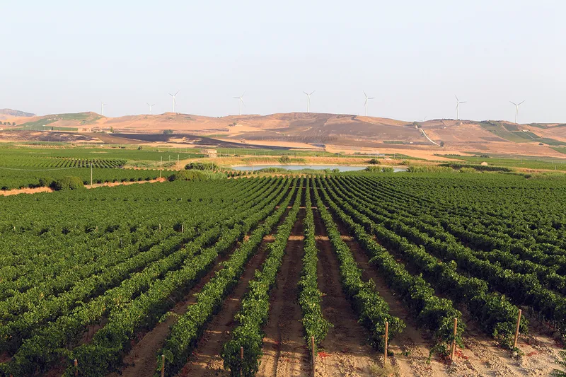 Assuli Winery foto 10