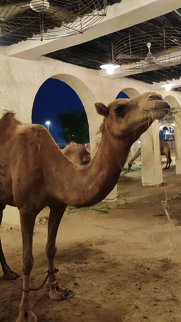 Camel Farm (Royal) photo 8