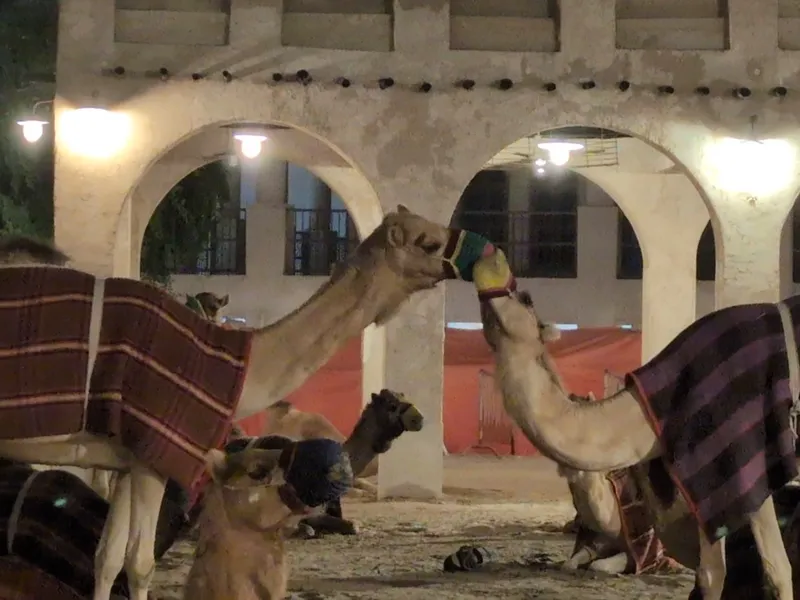 Camel Farm (Royal) photo 7