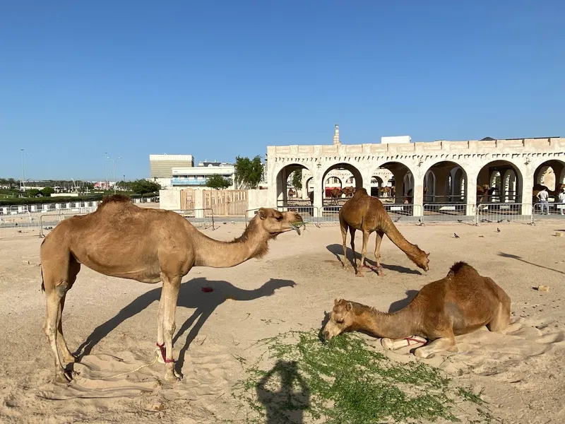 Doha