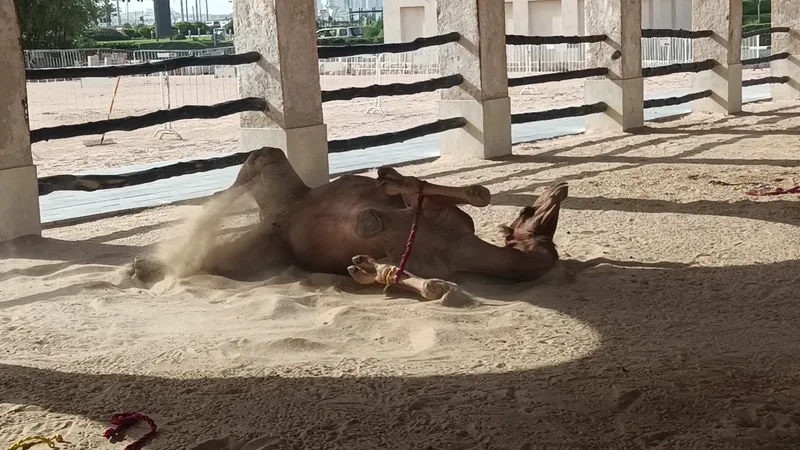 Camel Farm (Royal) photo 9