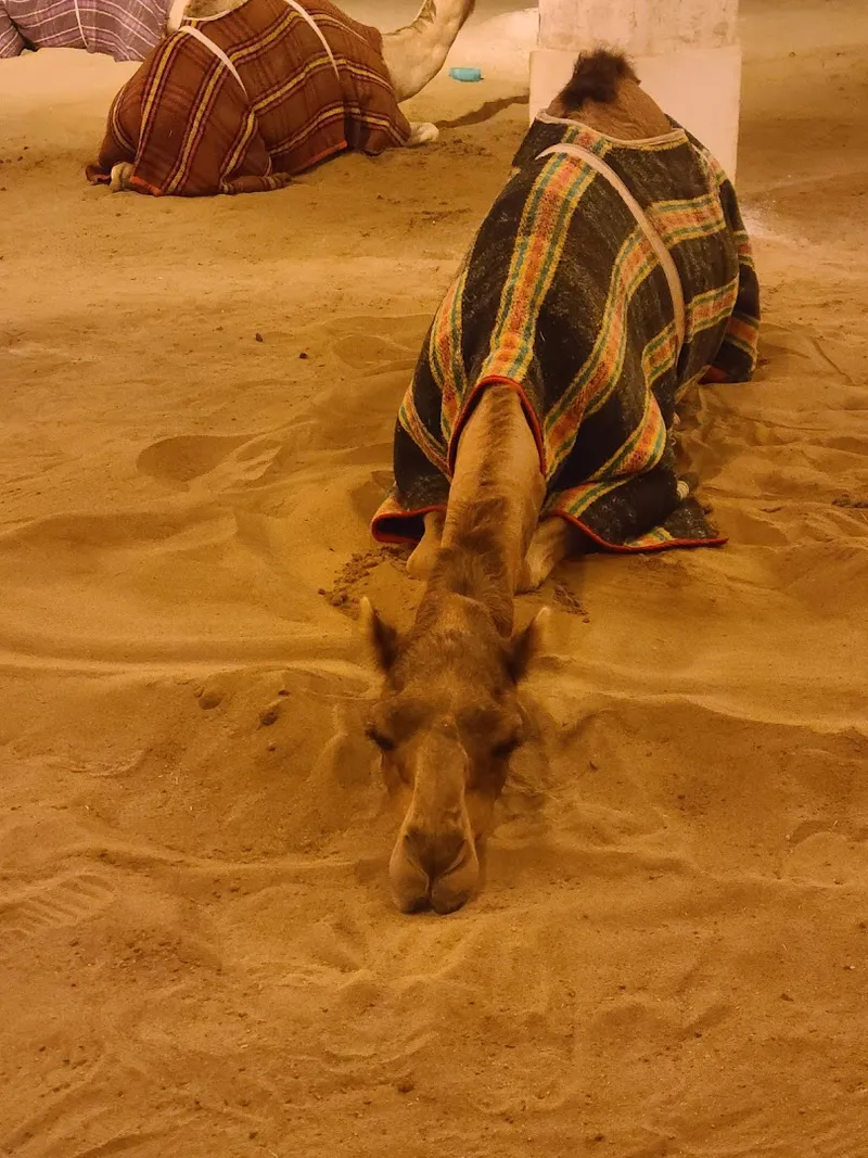 Camel Farm (Royal) photo 5