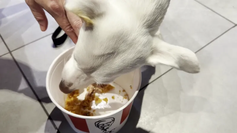 KFC photo 9