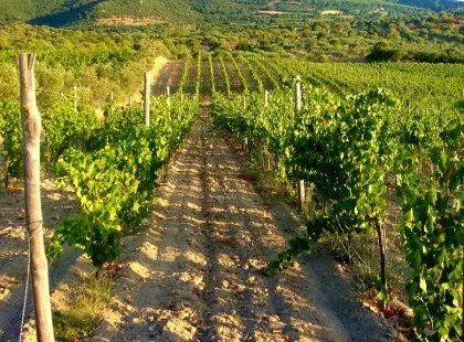 Cantina Puddu photo 7