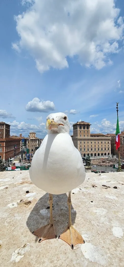 Altare della Patria photo 9