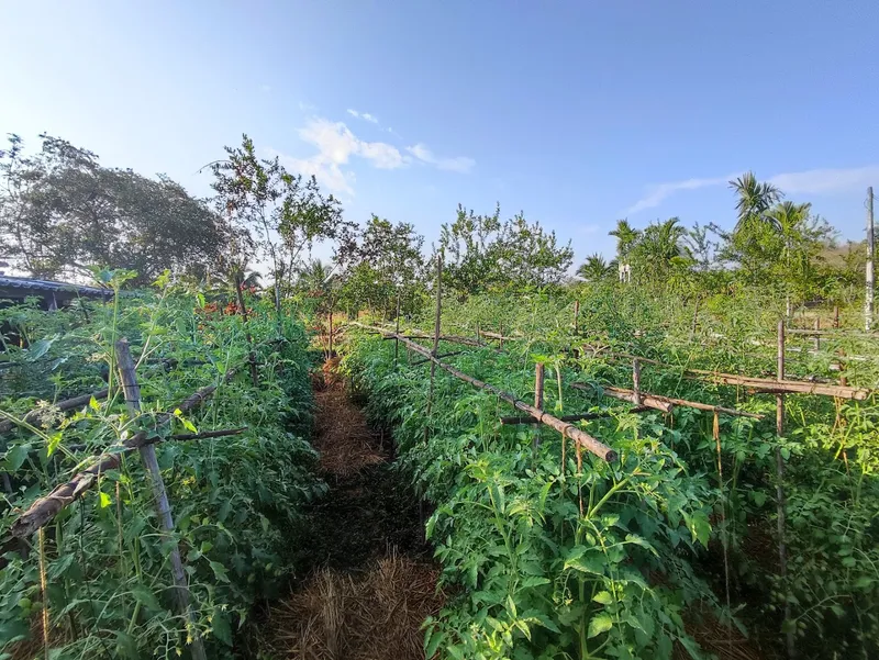 Sanpakai HideAway OrganicFarm photo 10