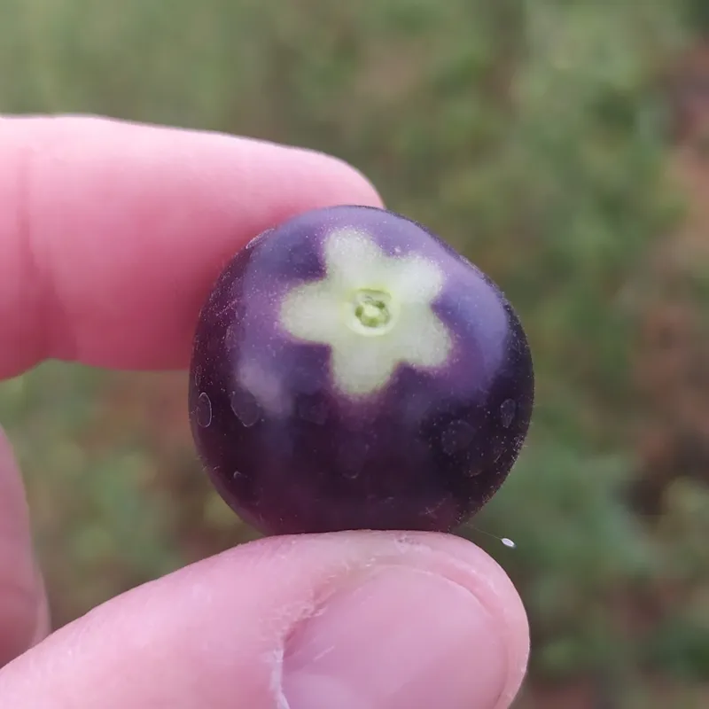Orto dalla Luna foto 6