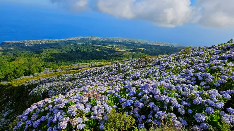 Caldeira do Faial photo 6