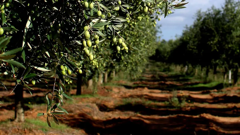 Accademia Olearia photo 8