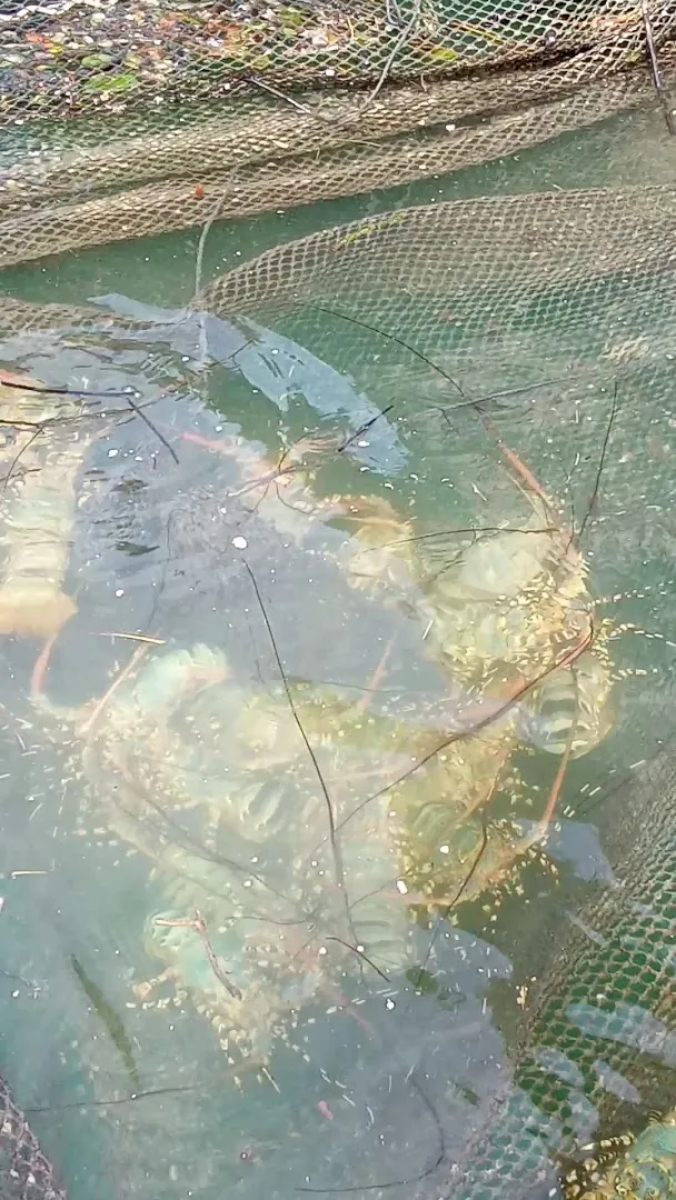 7 Color Lobster Farm photo 8