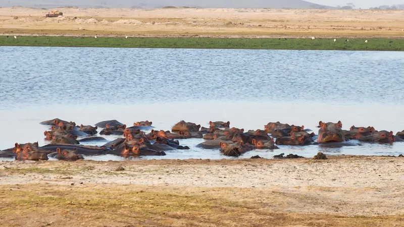 Amboseli National Park Resort photo 9