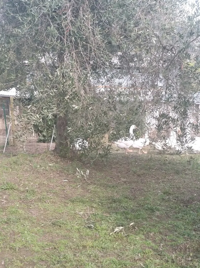 Il Mattone 2 photo 9