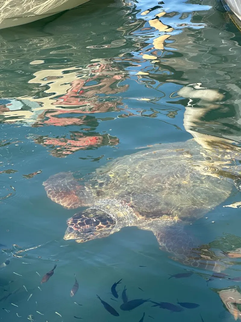 Turtle Island photo 10