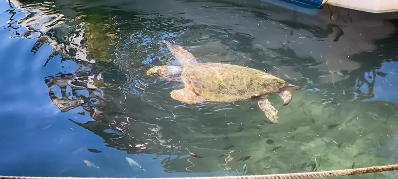 Turtle Island photo 8
