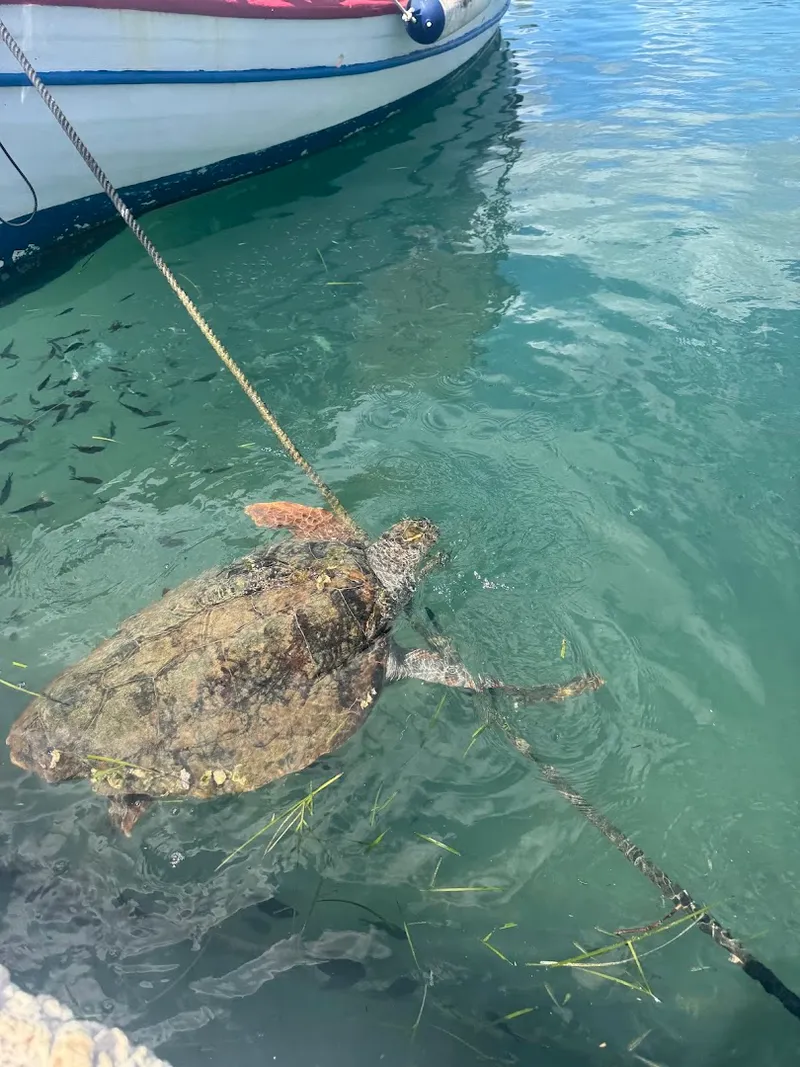 Turtle Island photo 5