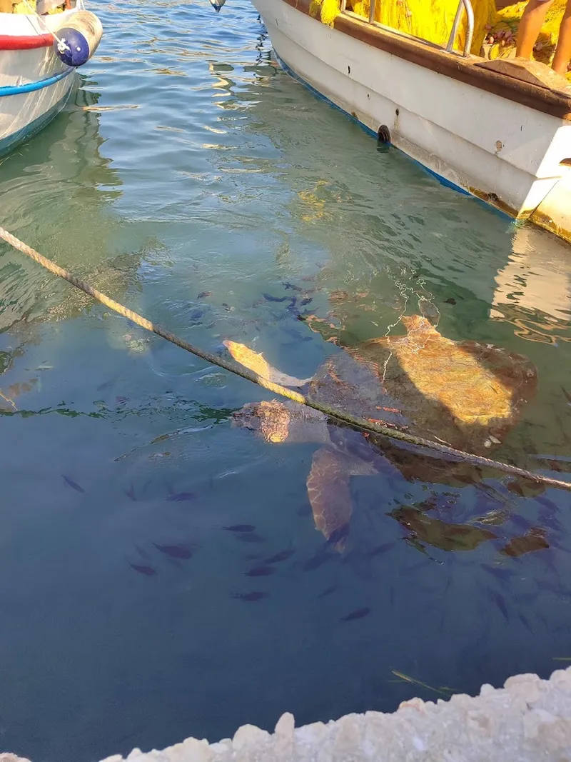 Turtle Island photo 6
