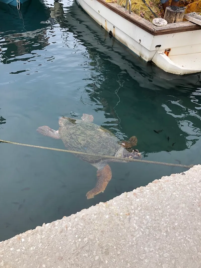 Turtle Island photo 7