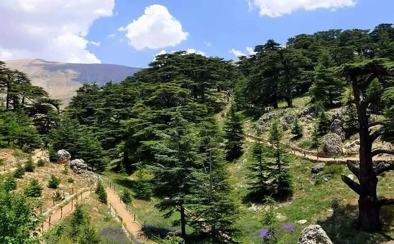 Foresta dei Cedri di Dio