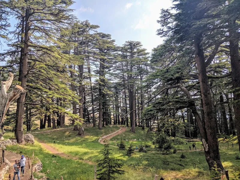 Foresta dei Cedri di Dio foto 7