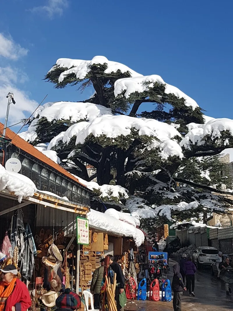 Foresta dei Cedri di Dio foto 10