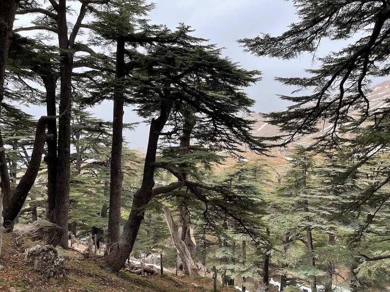 Foresta dei Cedri di Dio foto 9