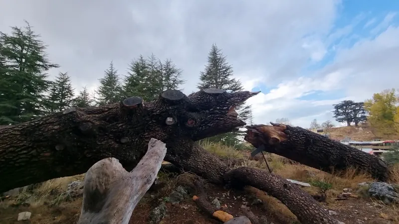 Foresta dei Cedri di Dio foto 8