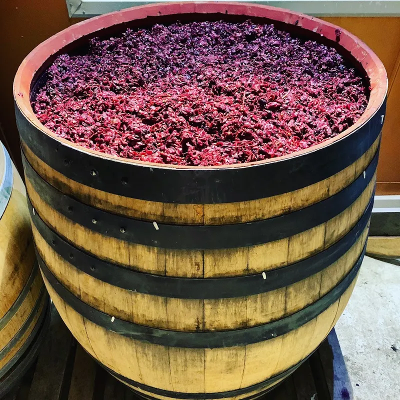 Cantina Iacopo Paolucci photo 9