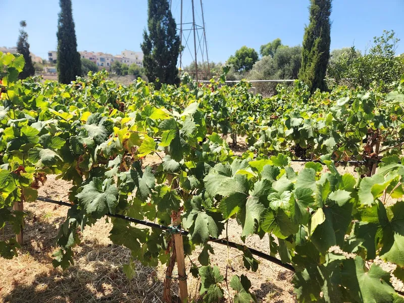Marcus Divinus Winery photo 5