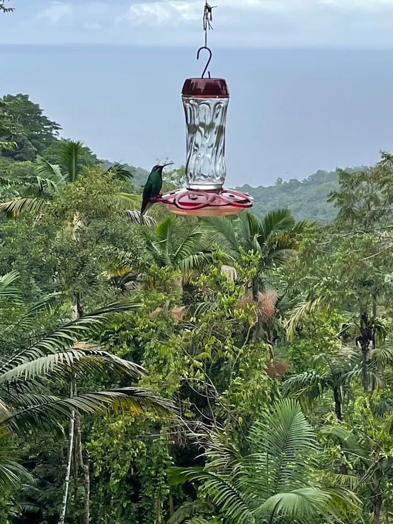 Sheron's Hummingbird Nature Park photo 5