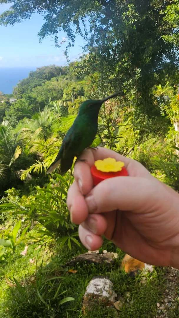 Sheron's Hummingbird Nature Park photo 9