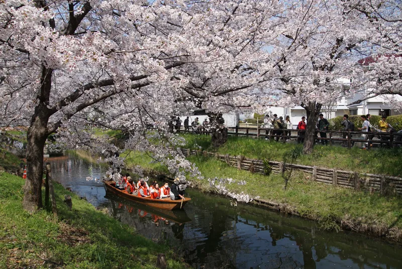 Hikawa Shrine photo 9