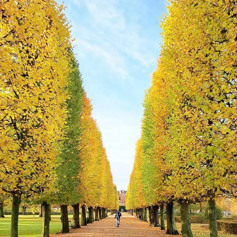 Kongens Have photo 5