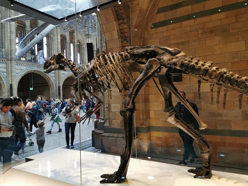 Natural History Museum photo 9