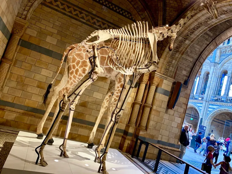 Natural History Museum photo 5