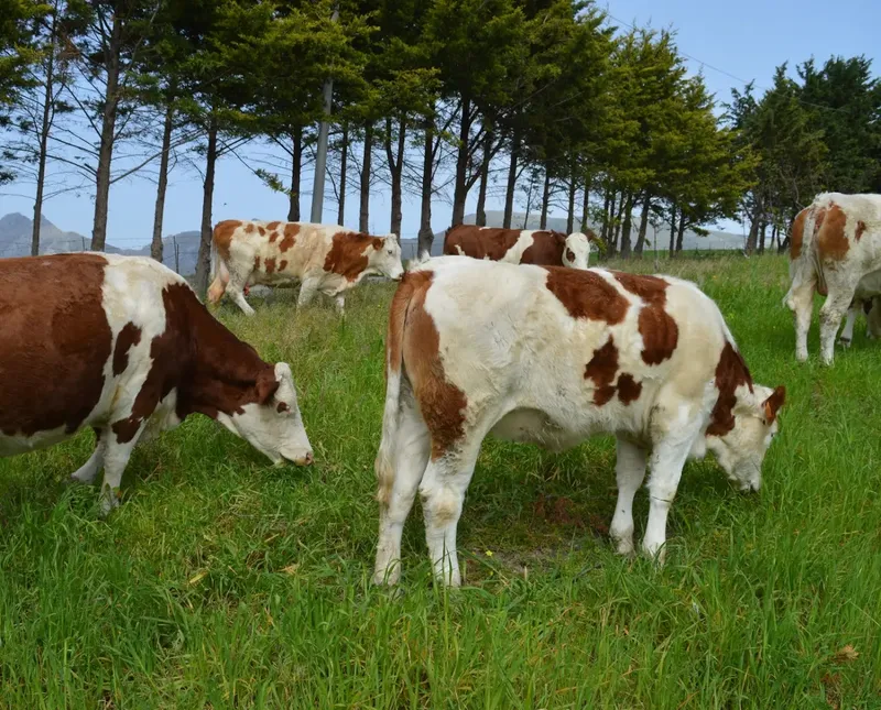 Agri Gelateria Fratelli di Marco photo 5