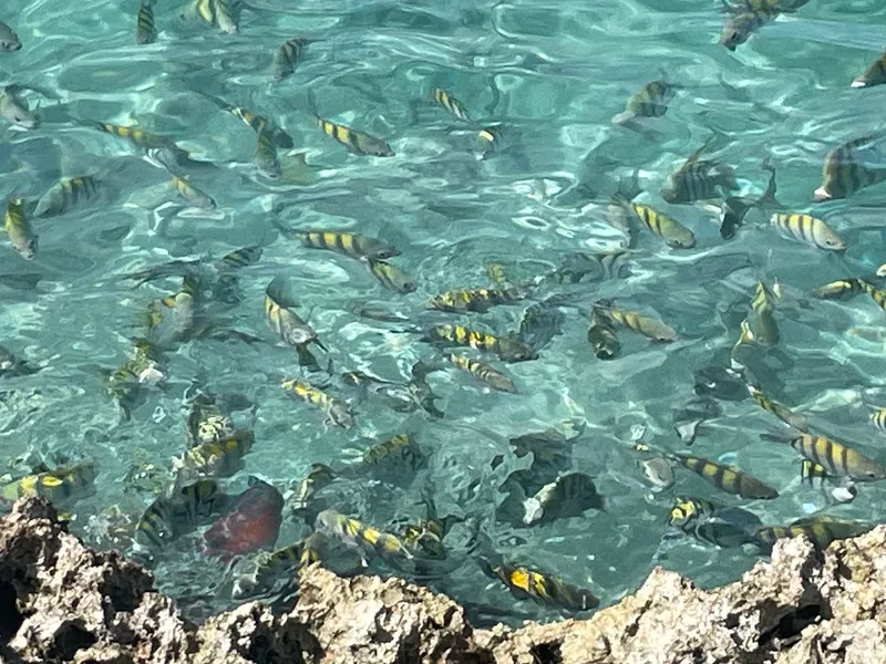 Bahía de Cochinos photo 5