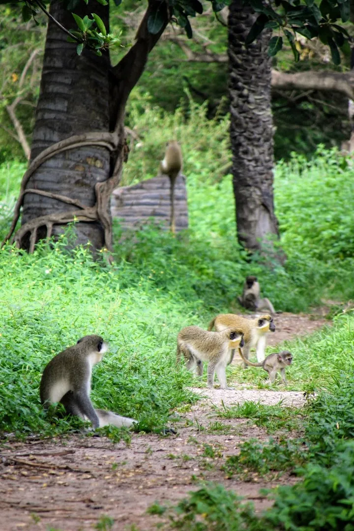 Monkey Park photo 5