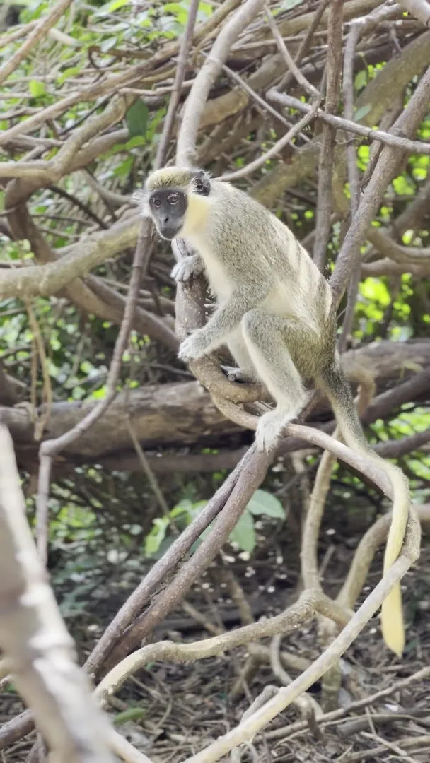 Monkey Park photo 8